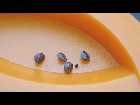 Die Suche nach den Oster-, Peruschrecken Eier