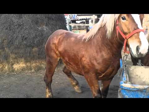 Bogdan darius de la fizes