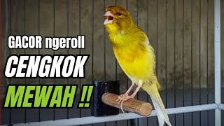 Download lagu Masteran KENARI GACOR ngeroll panjang,Cuit Cuit Emosi AMPUH bikin kenari nyaut ,Masteran MURAI BATU mp3