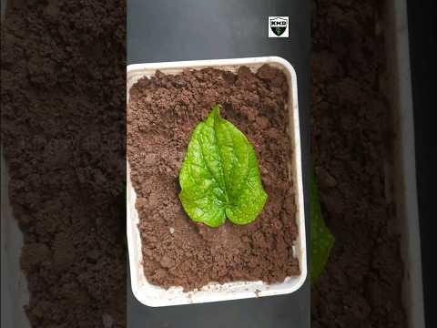 How to grow betel leaf plant from single leaf _ வெற்றிலை செடி #shorts #short #shortvideo