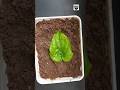 How To Grow Betel Leaf Plant From Single Leaf வெற்றிலை செடி Shorts Short Sho