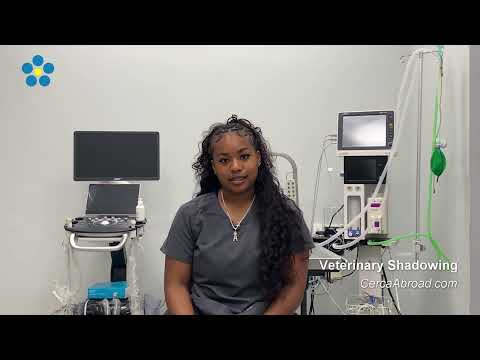 Veterinary Internship - Amber