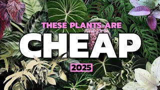 These Rare Plants Are CHEAP Now (2025)