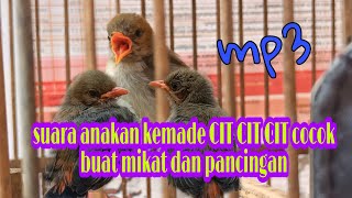 Download lagu suara anakan burung kemade ngecit cocok buat mikat dan pancingan.mp3 mp3 Download lagu suara anakan burung kemade ngecit cocok buat mikat dan pancingan.mp3 mp3