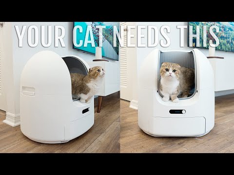 Choueer ChouBox - The Best Self Cleaning Cat Litter Box?