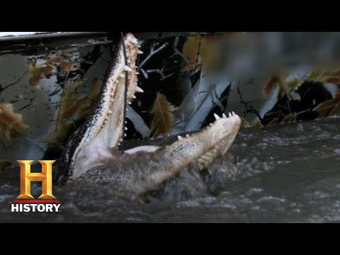 Swamp People: HUNTING DOWN A GIANT CANNIBAL GATOR (Season 11) | History