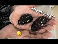 Unboxing the worlds heaviest Giant Burro