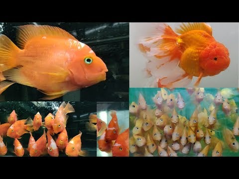 Parrot Fish, Oscar Fish, Gourami Fish, Cichlid Fish at AMart Aquatic World