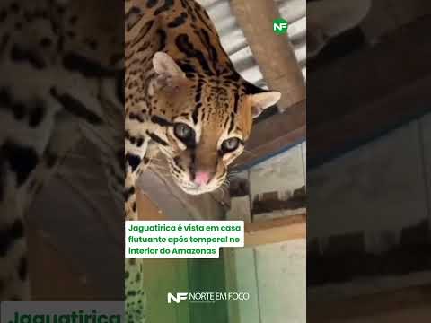 Moradores de Carauari, no interior do Amazonas, registraram o momento em que uma jaguatirica