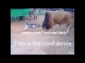 WhatsApp Funny Videos Indian HD Indian Funny Videos Latest Comedy Compilation Funny Animals