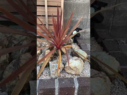 jardin-sec-plantes-fleurs-érable-Japon-plantes-ornementales