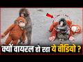 Punch The Monkey Why Is This Punch Monkey Video Going Viral Viral Punch Monkey Complete Story