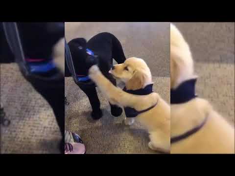 Funniest  Dogs and 😻 Cats  ( all horror movie link in description)Funny Animals Videos link( des...)