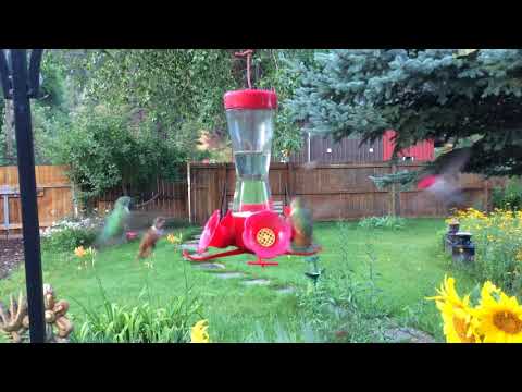 Hummingbird Feeding Frenzy