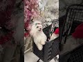 Zoe The Maltese Zoethemaltese Cute Maltese Dog Pets Doglover Petlover Shorts Subscribe