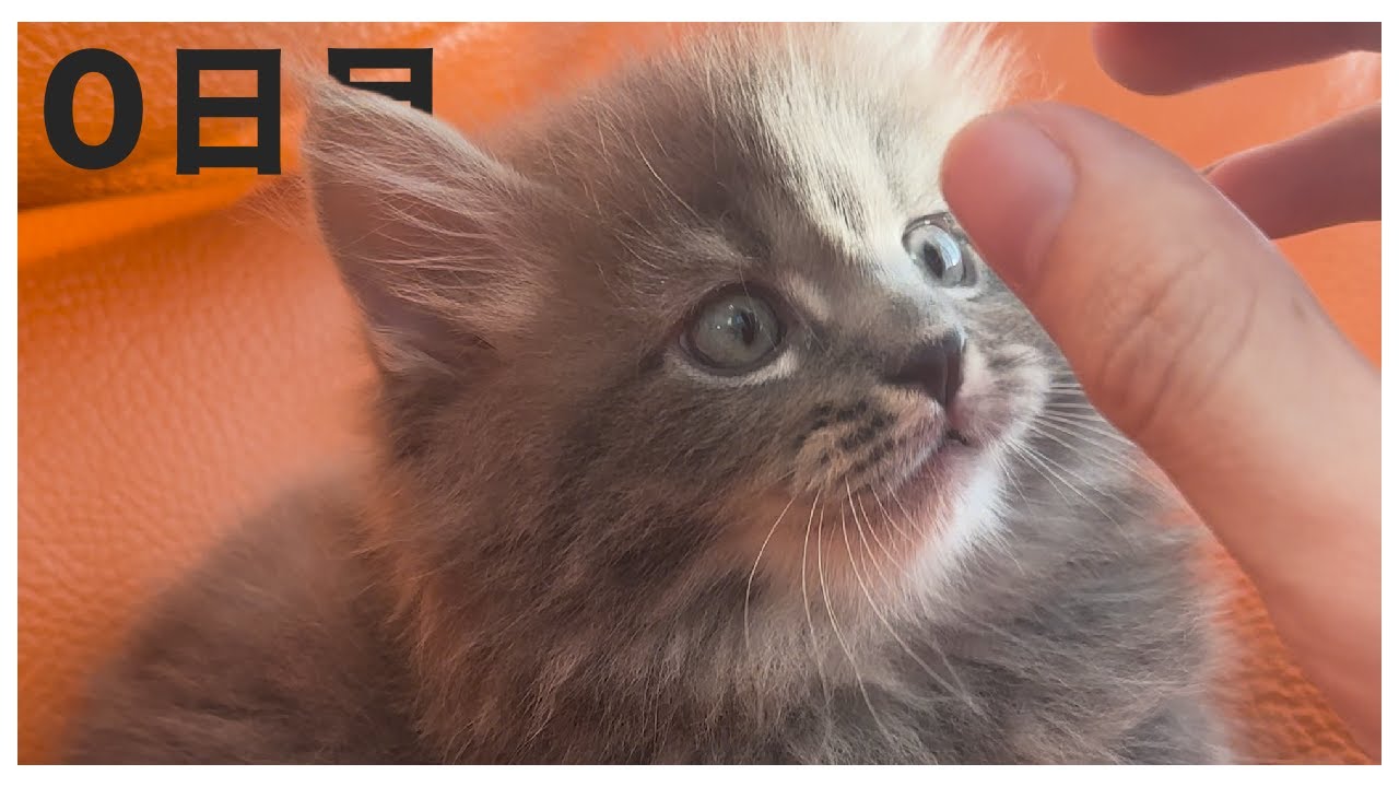 我が家に子猫のサイベリアンがやってきました👼