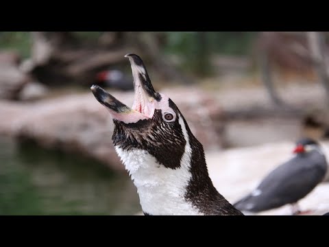 Penguin Sounds - Noises