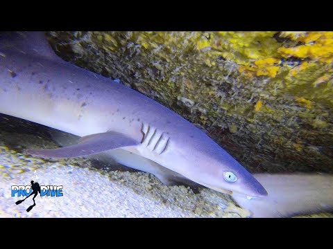 Pro Dive Mauritius - White tip reef shark