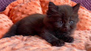 Cute British Longhair Chocolate  Kitten 1,5 months old