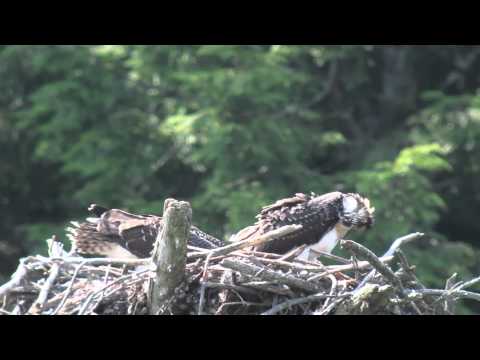 NH Osprey Chick Stirring the Nest