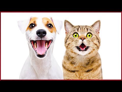 Cat Sounds To Prank Dogs