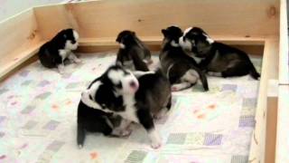 Husky Puppy Yells at Siblings