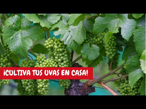 , title : 'Parra o planta de uvas: cuidados básicos en casa | ¡Una hermosa enredadera con deliciosas frutas!'