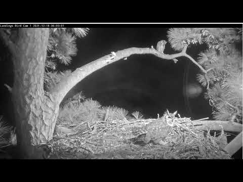 The Great Horned Owl pair visiting the Savannah nest December 18, 2021