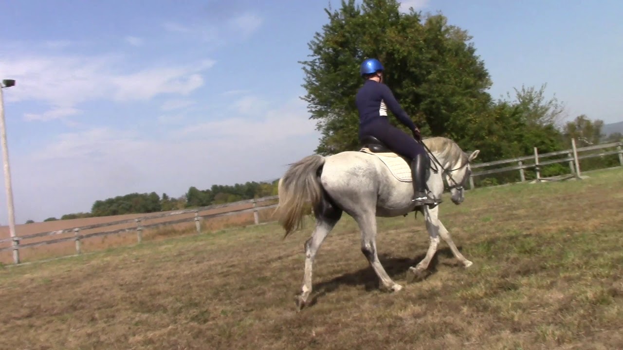 Orion the Crabbet Arabian — video 2