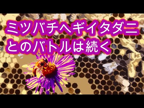 経済学科 晴蜂雨読 ㊴／ミツバチヘギイタダニとのバトルは続く (2024年9月、その4)／山崎亮一／日英字幕付き／The battle against Varroa mites continues ／Sub