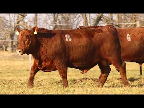 La Rubeta - La Negra 2021 - Toros PC - Corral 3