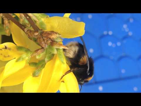 Franz Alice Stern & Groove Squared - The Rounder (Markus Bohm Remix) Trapez ltd 155