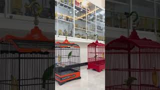 Download lagu Cucak ijo isian tengkek buto sambung jinjing petulak mp3