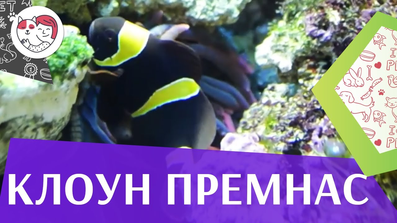 Клоун премнас трехполосый на ilikepet