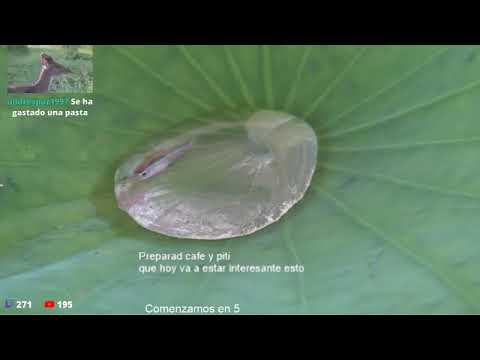 frank Cuesta habla de la ley de bienestar animal