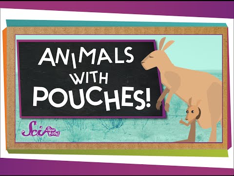 Why Do Kangaroos Have Pouches? | Animal Science for Kids