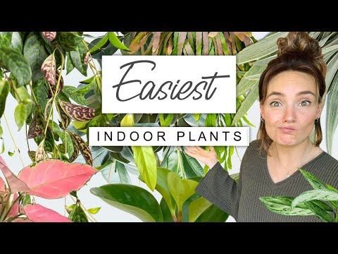 EASIEST Houseplants Even YOU Can't Kill 🌱 Top 10 Easy Plants In My Collection