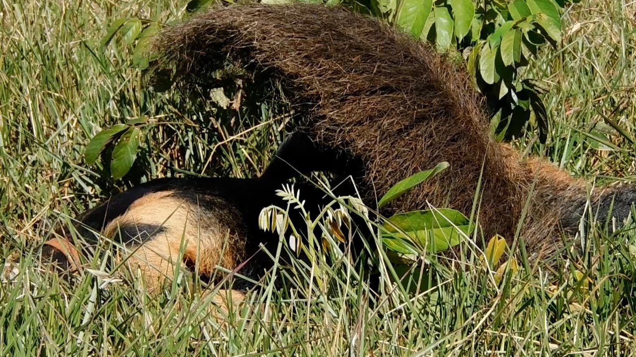Behaviour pattern: Opening of the folded tail / Padrão comportamental: Abrir a cauda em rodilha