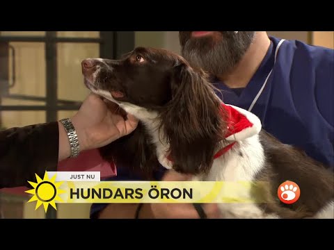 Hundars öronproblem - då bör du åka till veterinär - Nyhetsmorgon (TV4)