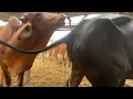 Cow Mating