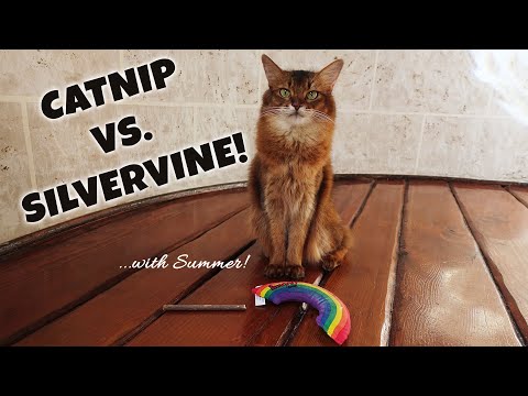 SUMMER JUDGES CATNIP VS SILVERVINE! Cats, Catnip and Matatbi Sticks