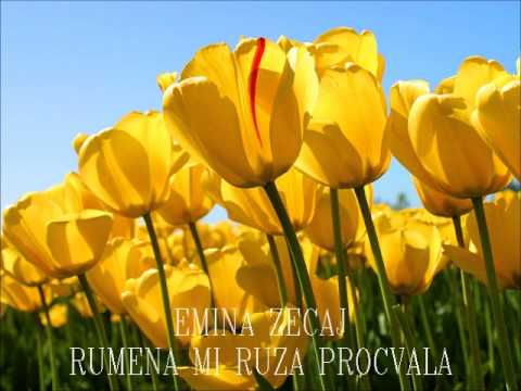 EMINA ZECAJ - Rumena mi ruza procvala