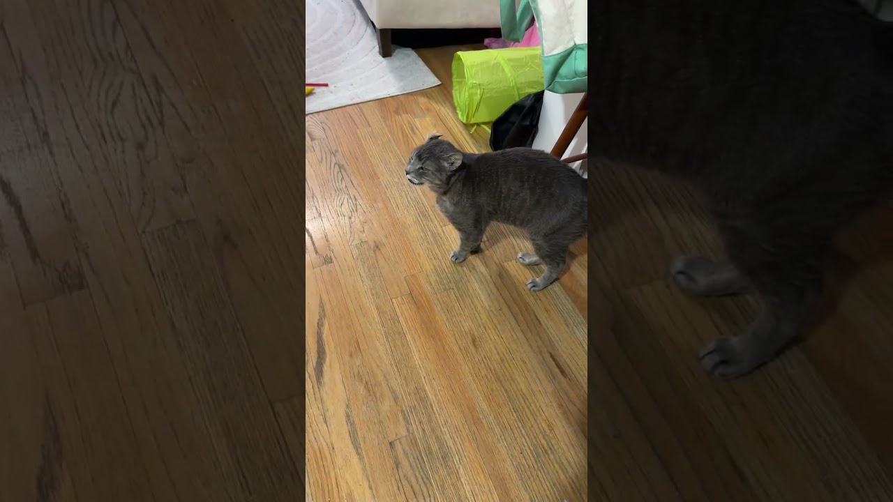 Enlarge Manny, a Adoptable Domestic Short Hair in New York, NY video 6/6