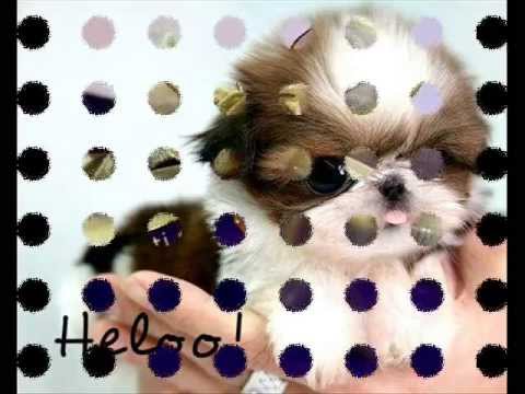 Happy birthday Nicoleta!