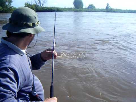 El dorado de Martín