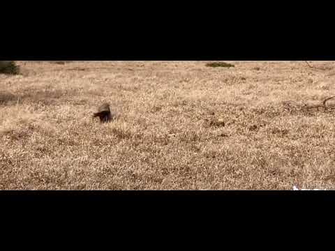 When he saw the camera honey badger bouncing it way through the fields and minding its own business