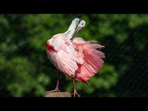 Natural Selection explained|How did giraffes evolve long necks
