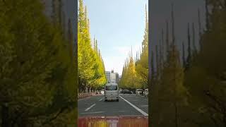 神宮外苑銀杏並木