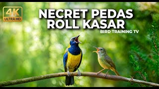 Download lagu 🔴 Live Masteran Murai Terbaik Cucak Cungkok Gacor vs Tepus Kepala Abu Gacor Panjang mp3