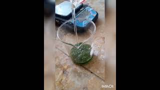 PREPARATION OF PLANT EXTRACT||LEAF EXTRACT @chemistrywitharoobaandmarw7745